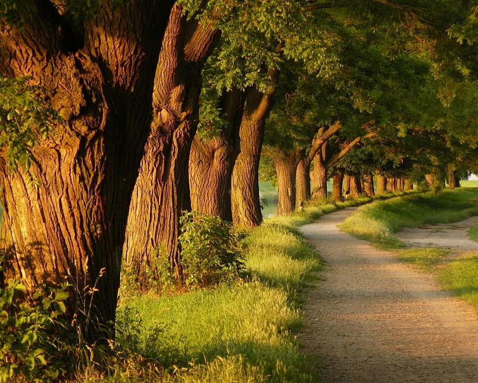 green leaf trees, nature, landscape, trees, path HD wallpaper