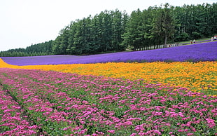 field of pink flower blooming during daytime