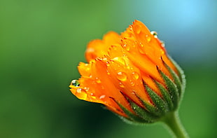 macro photography of orange daisy bud with water droplets