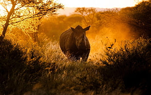 brown rhino, rhino, anime, sunset, sunlight HD wallpaper