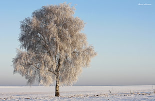 tree covered with snow on snow field