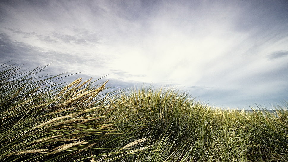 green grass field, nature, landscape, clouds, grass HD wallpaper
