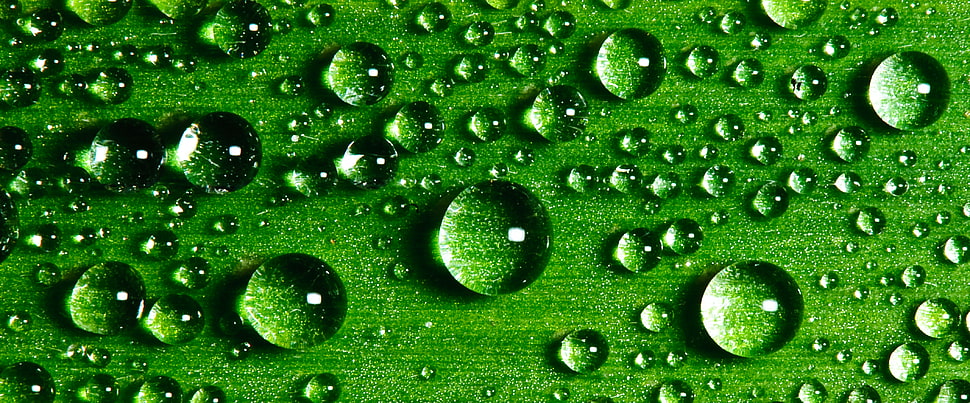 green leaf with water dew HD wallpaper