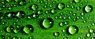 green leaf with water dew