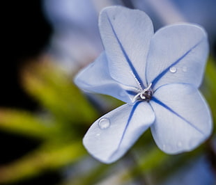 photography of blue flower, plumbago