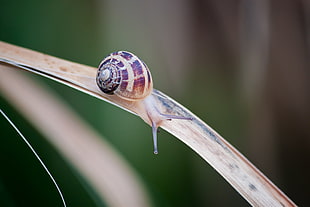 shallow depth of fields photography of beige snail on dried leaf