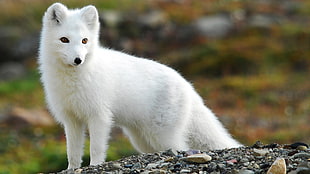 short-coated white dog, nature, animals, fox, arctic fox