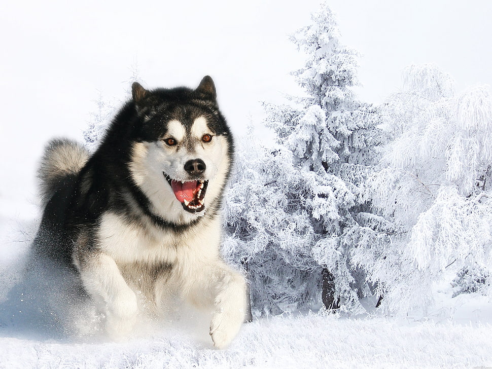 black and white Siberian Husky HD wallpaper