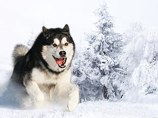 black and white Siberian Husky HD wallpaper