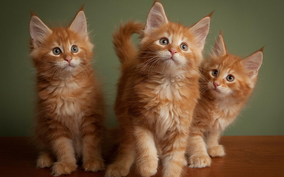 three orange tabby cats, cat, animals, kittens HD wallpaper