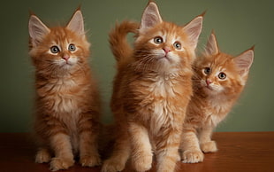 three orange tabby cats, cat, animals, kittens