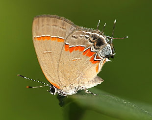 selective focus photography of beige butterfly