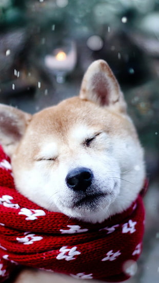 short-coated brown and white dog, dog, Shiba Inu