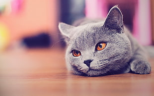 gray cat shallow focus