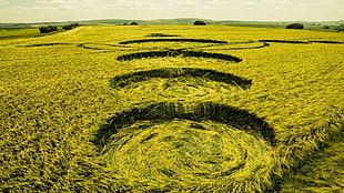 wheat field, nature, landscape, hay, field HD wallpaper