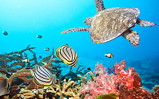 fish with Tortoise swimming on deep blue sea HD wallpaper