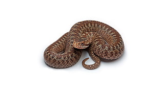 brown and gray snake, snake, reptiles, animals