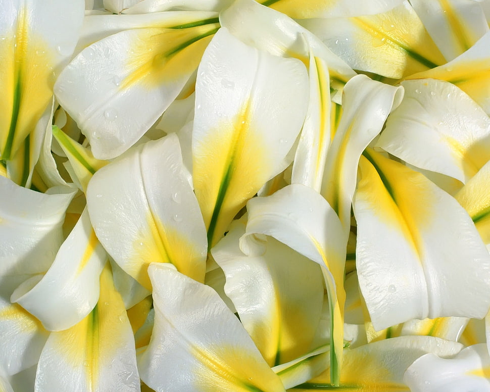 white and yellow flower petals HD wallpaper