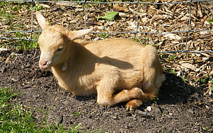 brown goat kid HD wallpaper