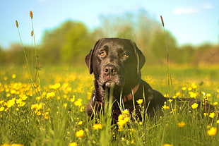 black Labrador Retriever prone on green grass field with yellow flowers