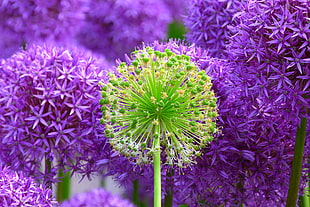 green and purple Allium flowers HD wallpaper