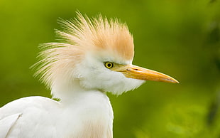 close up photo of white long beak bird, white bird