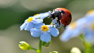 red ladybug, flowers, ladybugs, insect, blue flowers HD wallpaper
