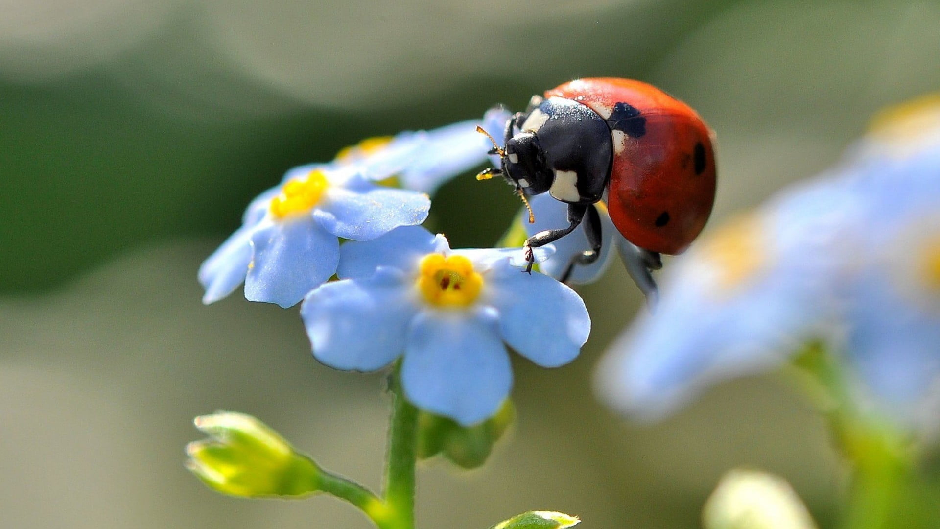 red ladybug, flowers, ladybugs, insect, blue flowers