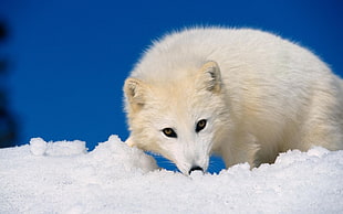 white fox on snow during daytime