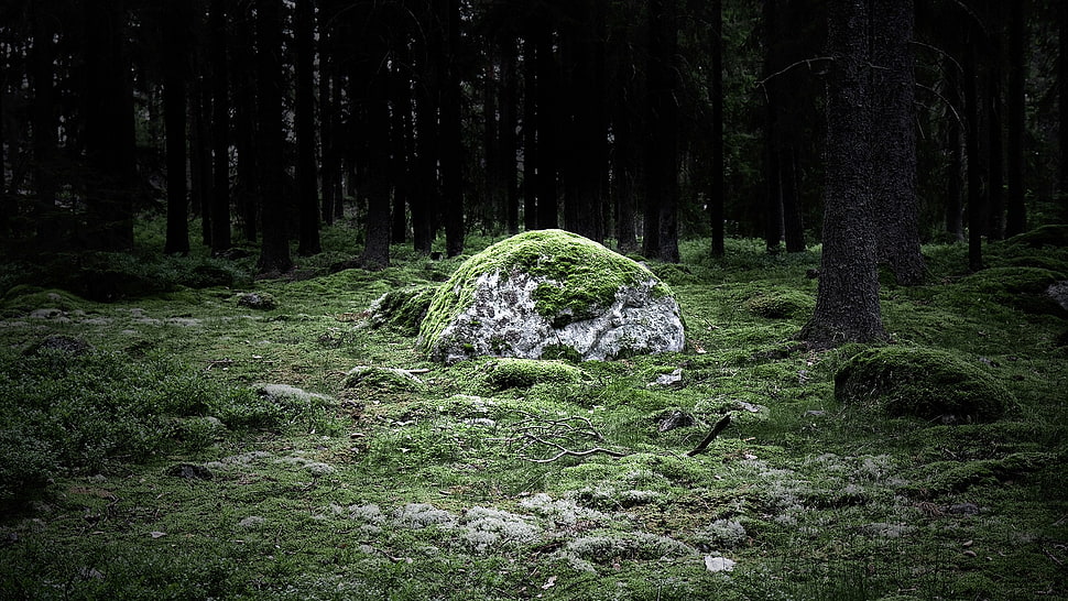 green moss, nature, landscape HD wallpaper