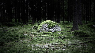 green moss, nature, landscape