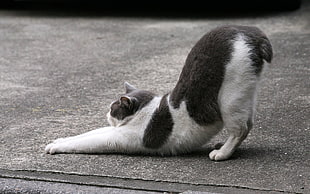 short-furred black and white cat stretching on grey concrete pavement screenshot HD wallpaper