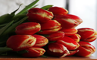 close up photo of red tulips