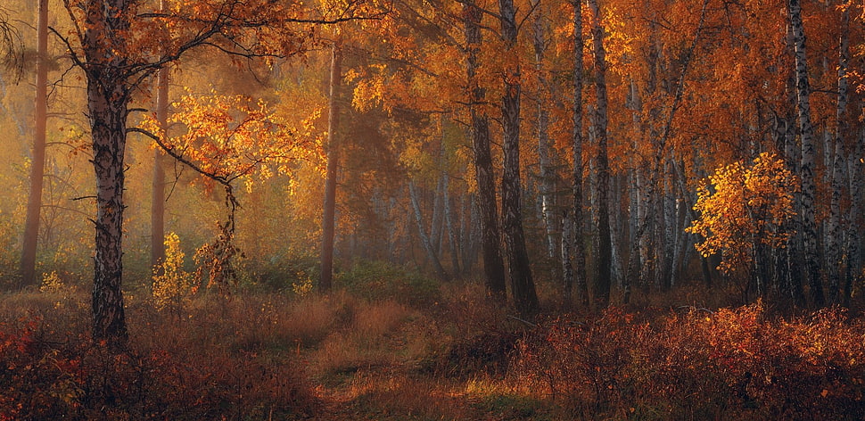 brown leafed trees digital wallpaper, nature, landscape, fall, forest HD wallpaper