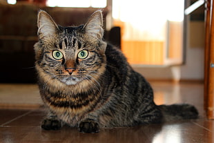 selective focus photography of brown tabby cat
