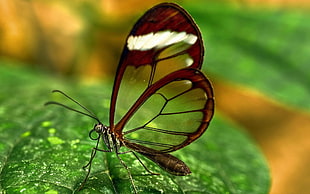 brown glasswing butterfly in selective focus photography