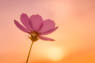 pink Cosmos flower at daytime