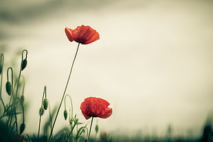 depth of field photography red poppy flower HD wallpaper