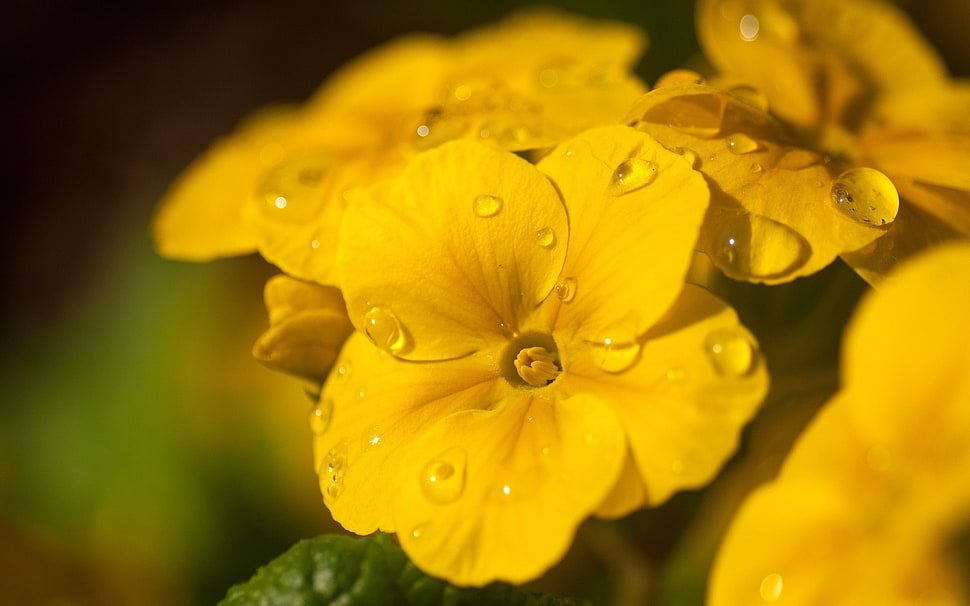 selective focus of yellow petaled flowers HD wallpaper