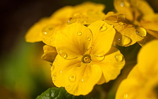 selective focus of yellow petaled flowers