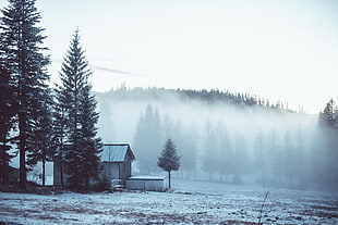 pine trees and gray wooden house, winter, landscape, mist, trees