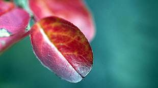 selective focus photography of red leaf plant