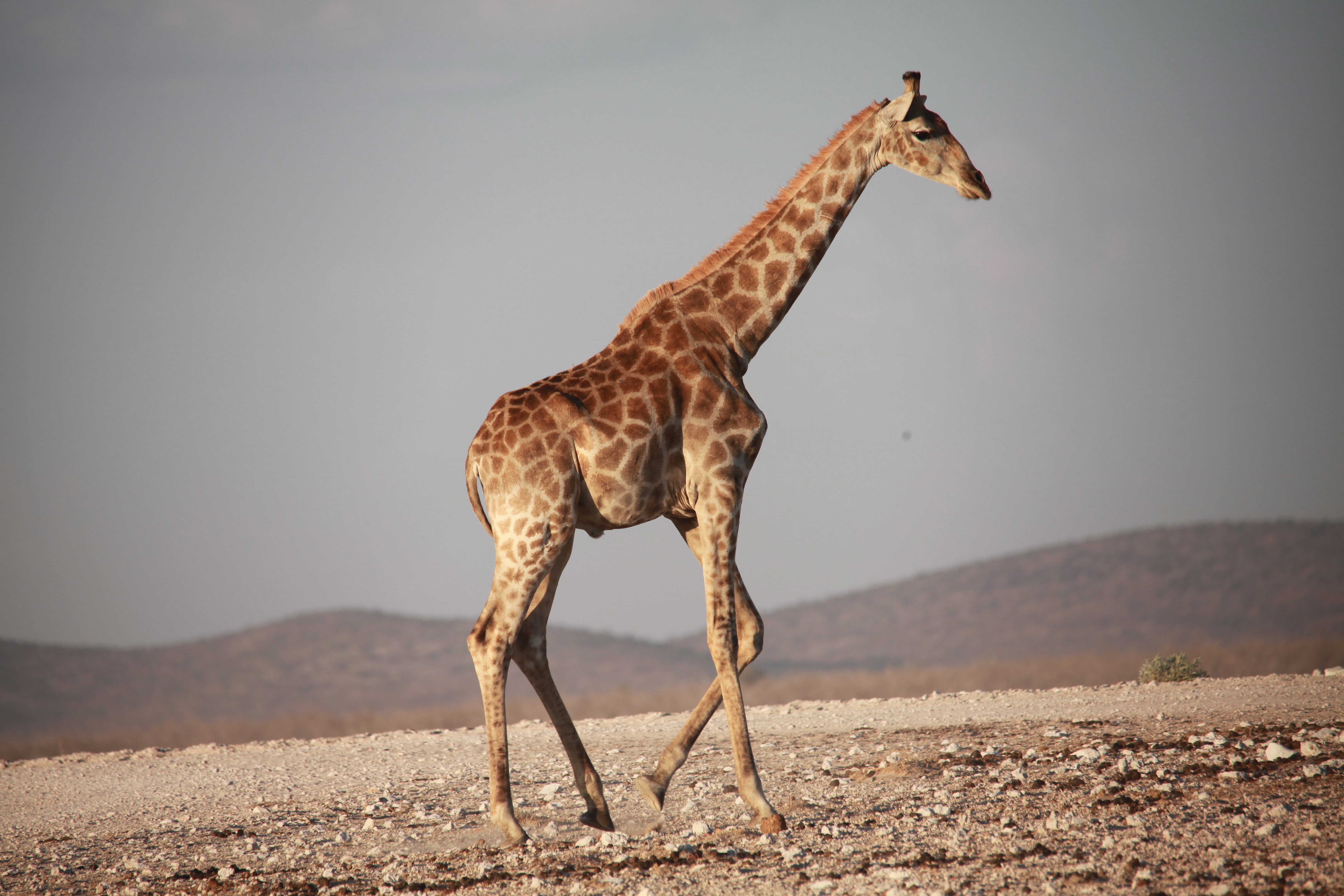 brown giraffe on brown field under gray sky