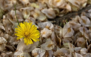 yellow Dalia flower