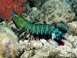 green shrimp, creature, sea, underwater, nature HD wallpaper