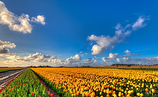 yellow flower field, golden, tulips HD wallpaper