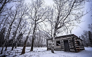 brown wooden house near bare of trees during daytime