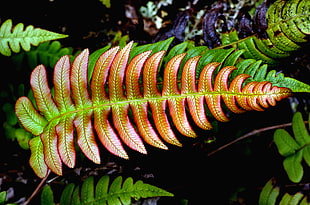 focus photography of green and brown leaf, blechnum, fern