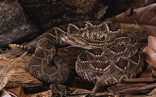 gray, black, and white rattle snake