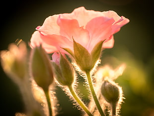 photography of flower, geranium HD wallpaper
